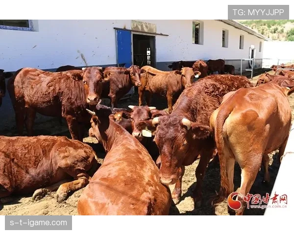 布基纳法索骏马:重振传统文化激发经济发展新活力 布基纳法索骏马:重振传统文化激发经济发展新活力